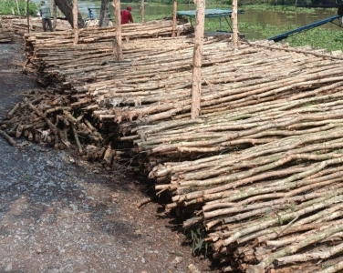 Móng Cừ Tràm Là Gì